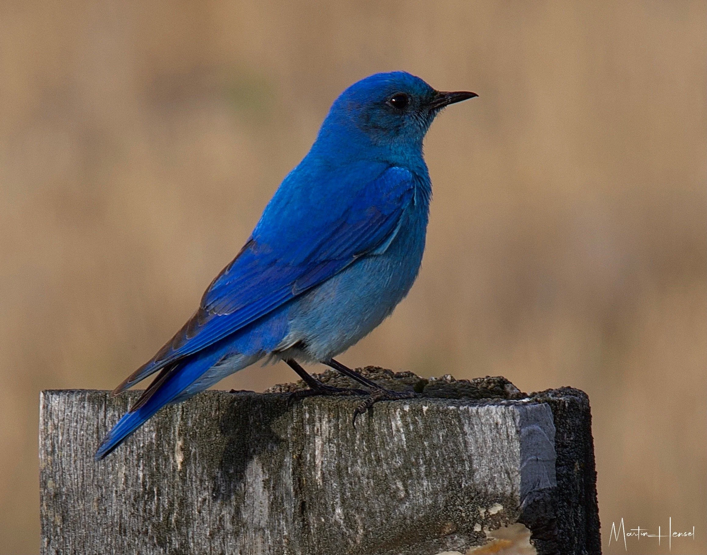 News | Learn & Act Now — Mountain Bluebird Trails Conservation Society